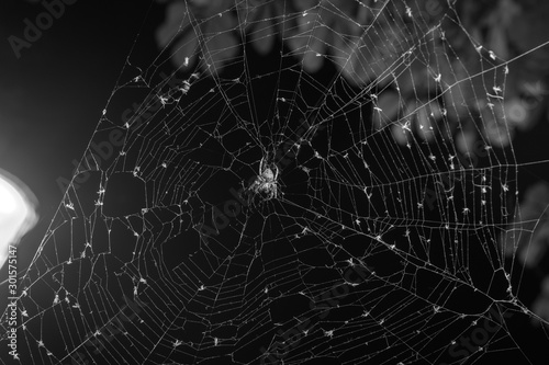 The spider sits in the web at night. Dark background. Araneus is a genus of common orb-weaving spiders. European garden spider. copy space, black and white