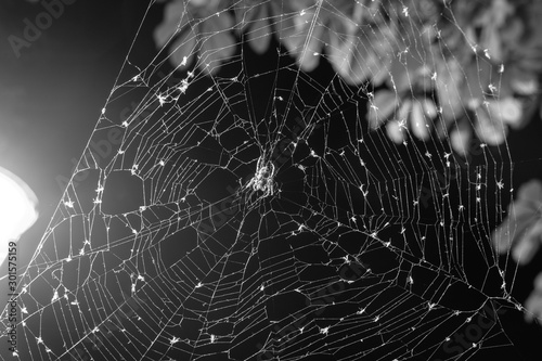 The spider sits in the web at night. Dark background. Araneus is a genus of common orb-weaving spiders. European garden spider. copy space, black and white