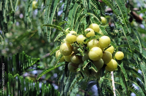 Green Indian gooseberry or phyllanthus emblica