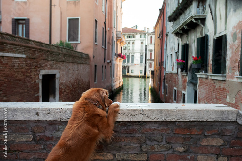 dog in the city at canals and bridges. Nova Scotia Duck Tolling Retriever in Venice, Italy. Traveling with a pet. © annaav