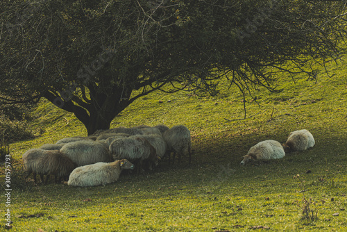 Sheeps sleeping under a tree in Gipuzkoa, Basque Country