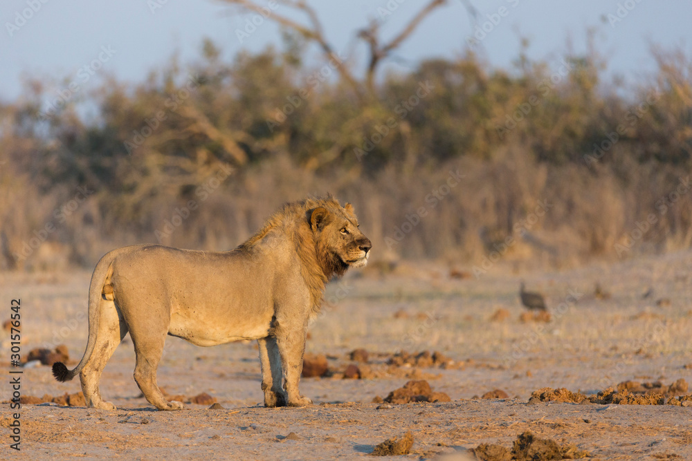 Portrait of large male lion in golden light Portrait of large male lion in golden light