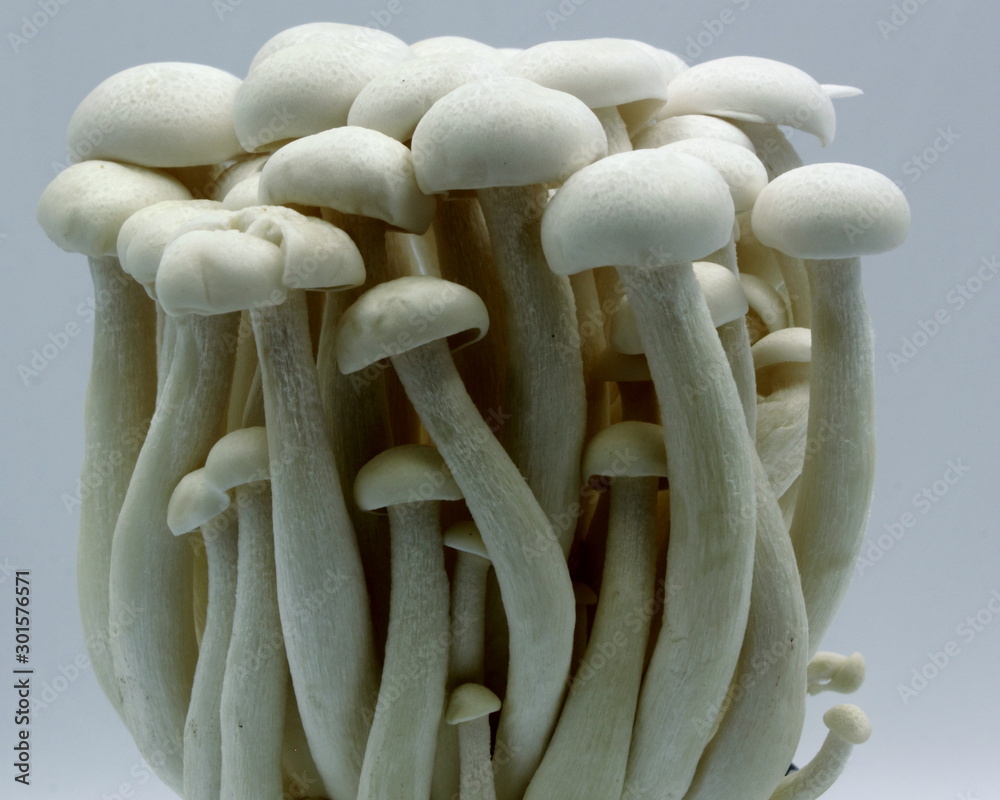 white shimeji mushrooms white shimeji mushrooms