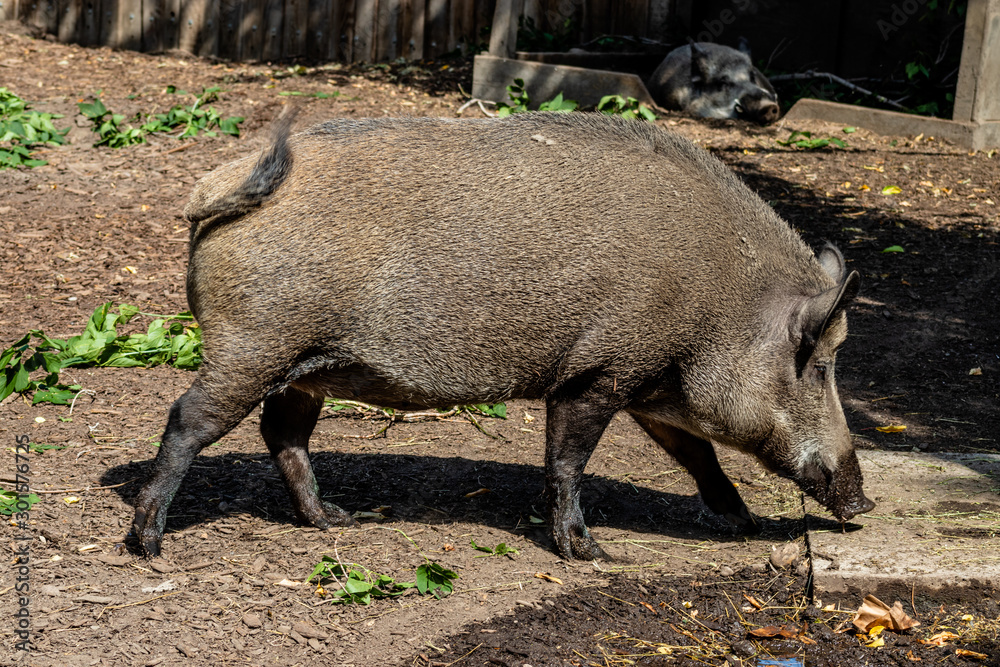 Eurasian wild boar playing in the mud. Calgary Zoo, Calgary, Alberta, Canada Eurasian wild boar playing in the mud. Calgary Zoo, Calgary, Alberta, Canada
