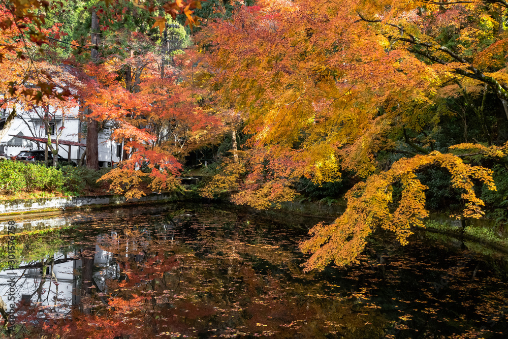 autumn's colors