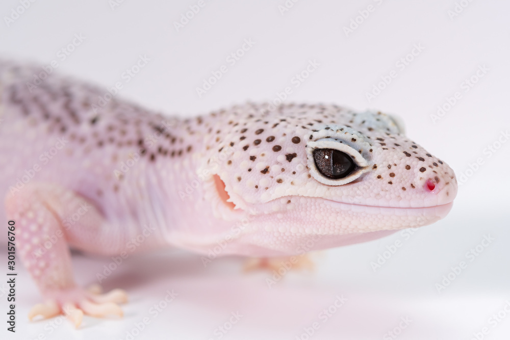 Obraz premium ヒョウモントカゲモドキ, レオパルドゲッコーの目, 爬虫類のペット