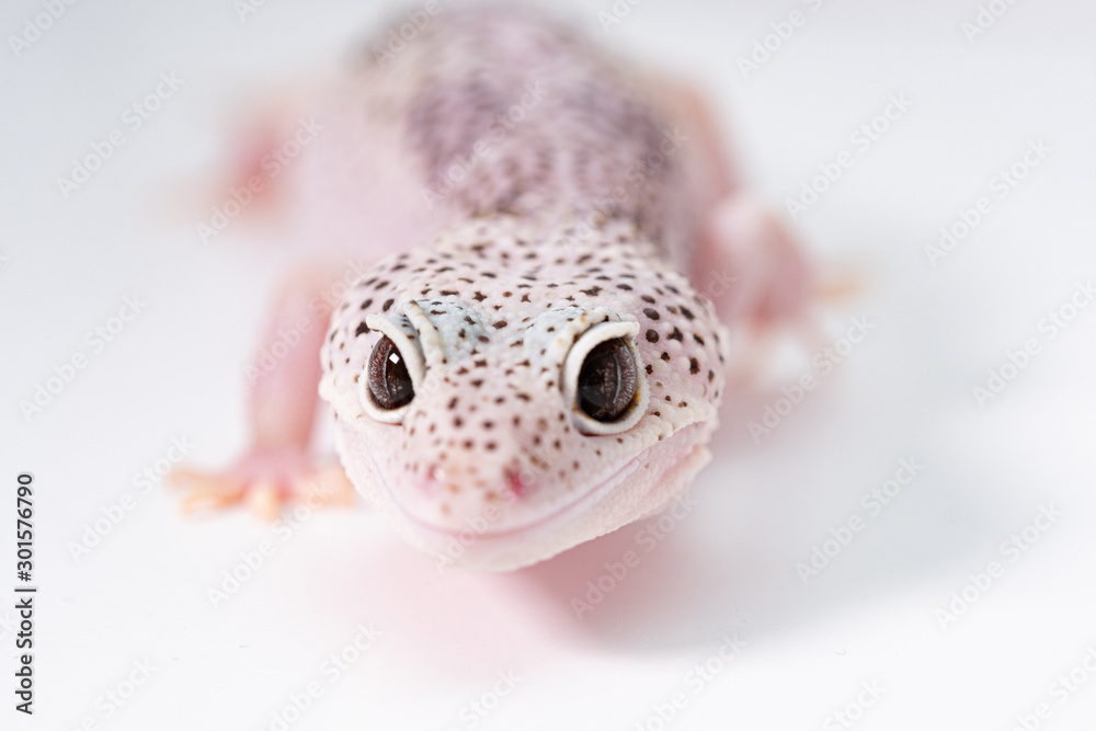 近づいてくるヒョウモントカゲモドキ レオパルドゲッコー 爬虫類のペット Stock 写真 Adobe Stock