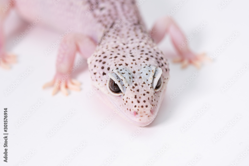ピンク色のヒョウモントカゲモドキの頭 レオパ Stock Photo Adobe Stock