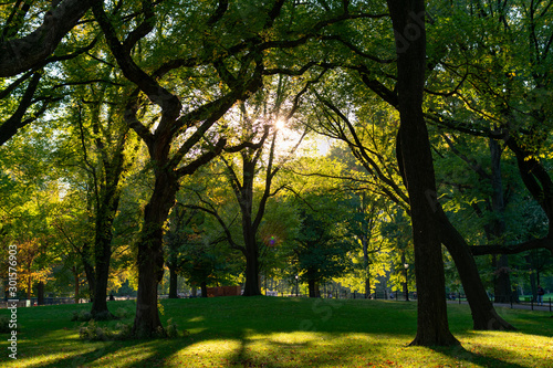 Fototapeta Naklejka Na Ścianę i Meble -  The Sun Shining through Beautiful Green Trees with a Grass at Central Park in New York City