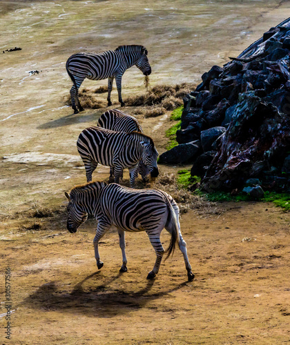 Zebras move around their compound and grab snacks. Auckland Zoo  Auckland  New Zealand