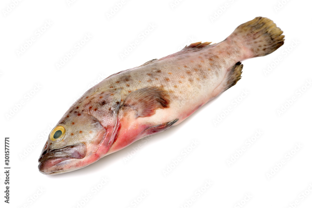 Grouper Fish on white background Grouper Fish on white background