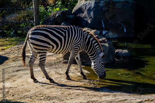 Zebras move around their compound and grab snacks. Auckland Zoo  Auckland  New Zealand