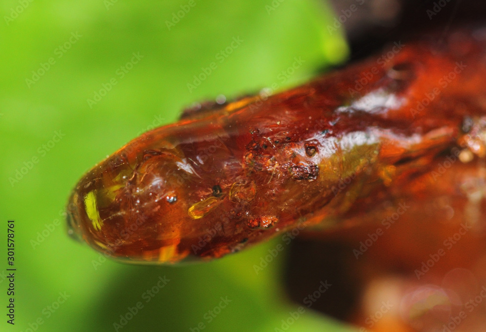 Fototapeta premium Long intimate red resin on apricot tree on green background