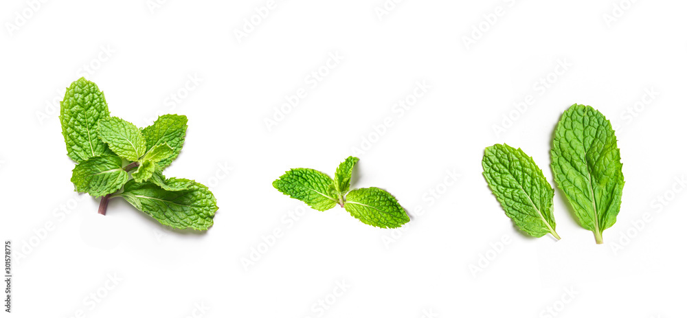 fresh peppermint leaves on isolated white background - obrazy, fototapety, plakaty 