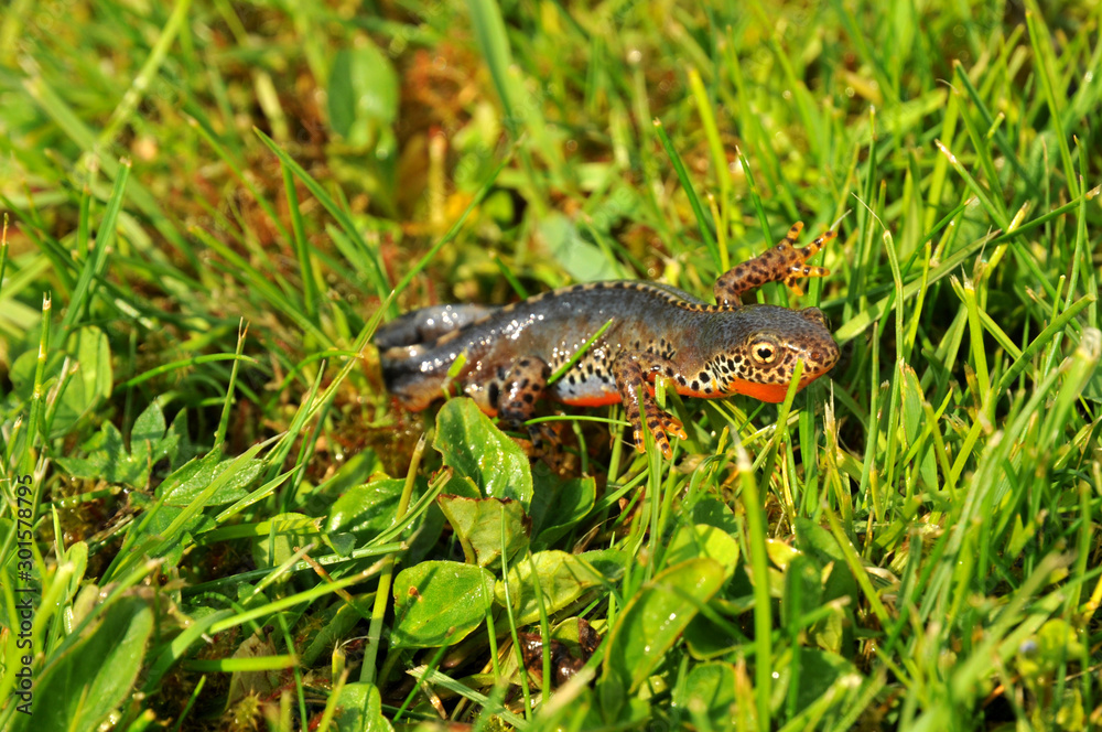 Fototapeta premium Bergmolch im Gras