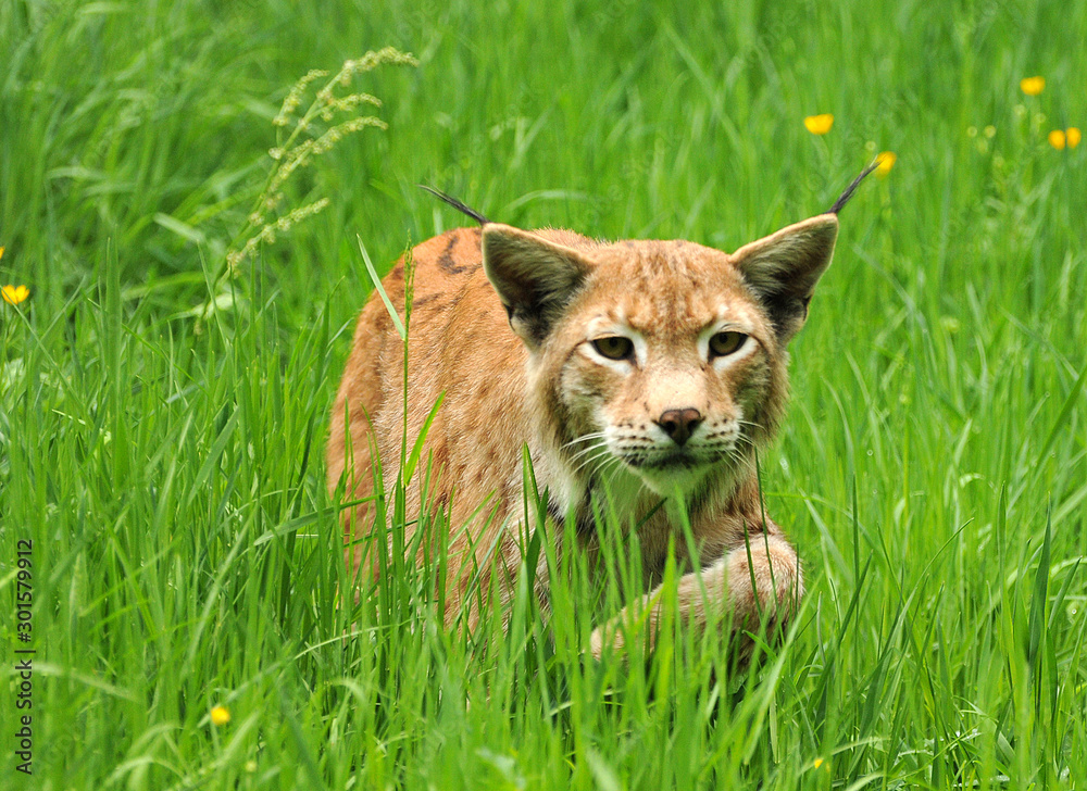 Obraz premium Luchs schleicht sich an