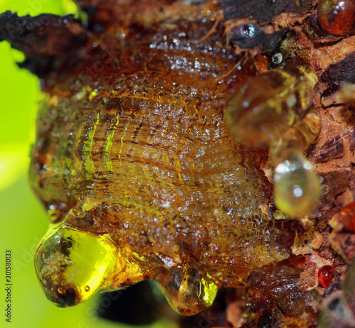 Plants secrete resins and rosins for their protective benefits in response to injury photo