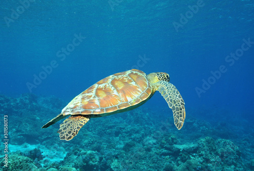 Meeresschildkröte schwimmt im Ozean 