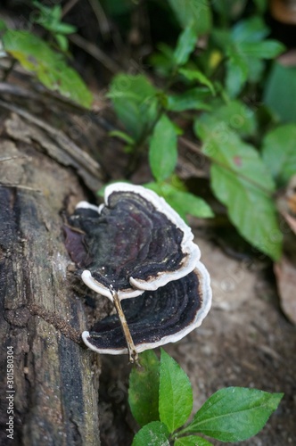 Black and white wild mushrooms growing in a timber