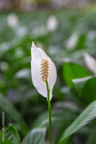 Blooming Spathiphyllum kochii with flowers and green leaves， Spathiphyllum kochii Engl. & K.Krause