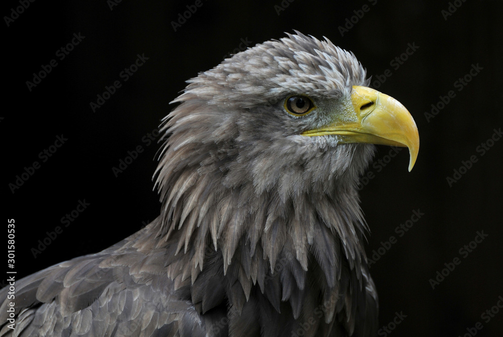 Obraz premium junger Seeadler