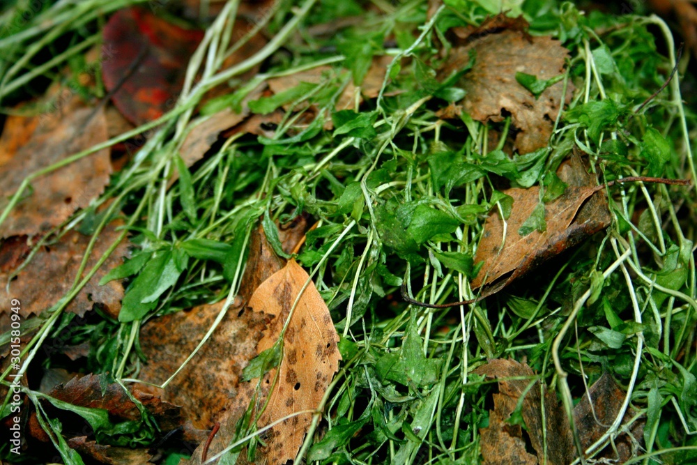 leaves in the grass leaves in the grass