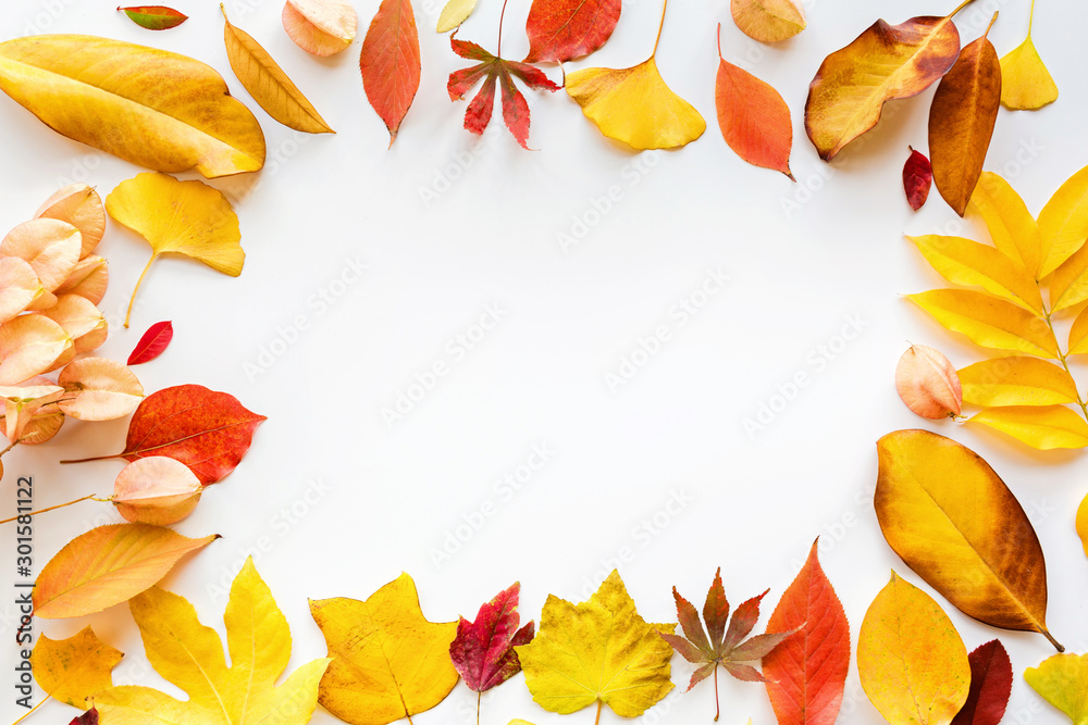 yellow and red leaves on white background. Seasonal composition, fall, thanksgiving day, herbarium concept. mockup, template, overhead yellow and red leaves on white background. Seasonal composition, fall, thanksgiving day, herbarium concept. mockup, template, overhead