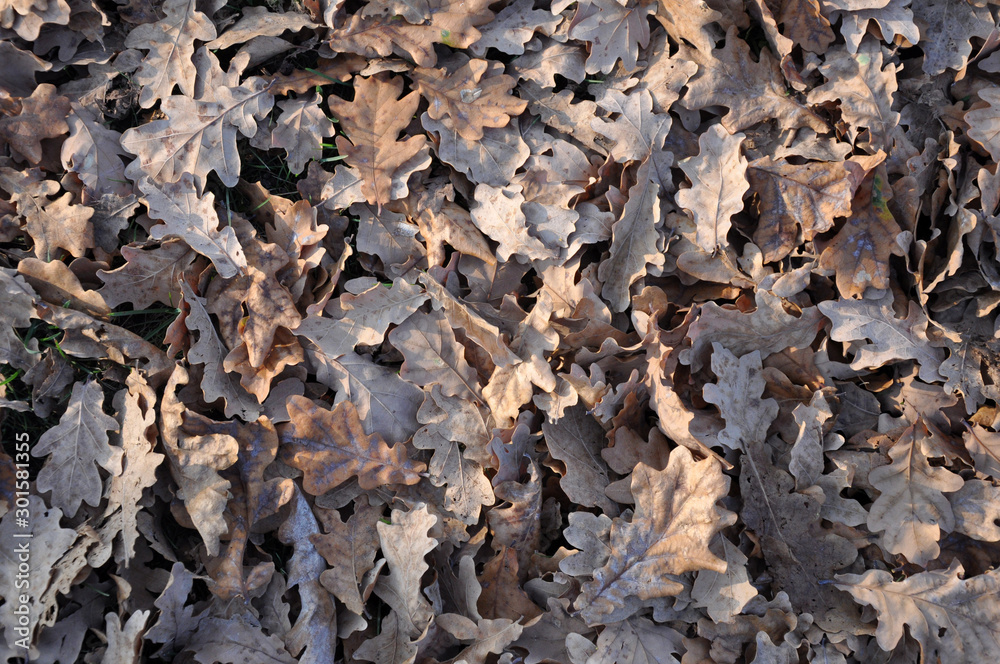 Beautiful autumn background dry fallen oak tree leaves covered with frost earthy warm brown yellow orange golden color palette. Beautiful autumn background dry fallen oak tree leaves covered with frost earthy warm brown yellow orange golden color palette.