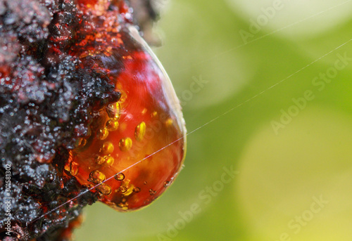 Raw red resin on apricot tree with green background photo