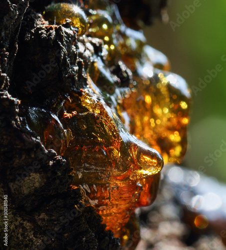 Raw red resin on apricot tree, in the bright sun photo