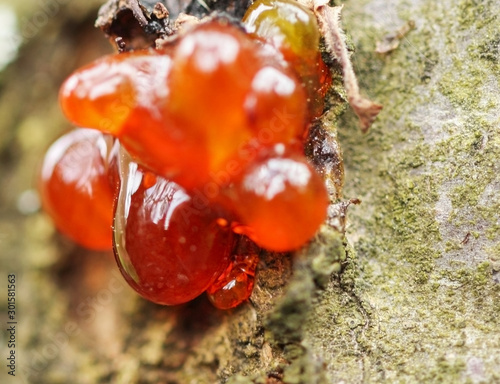 Close up Red resin photo