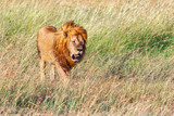 Lion in high grass on the savanna in Masai Mara