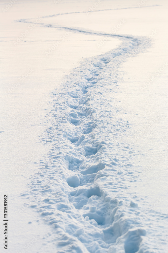 Winding footprints in deep snow - obrazy, fototapety, plakaty 