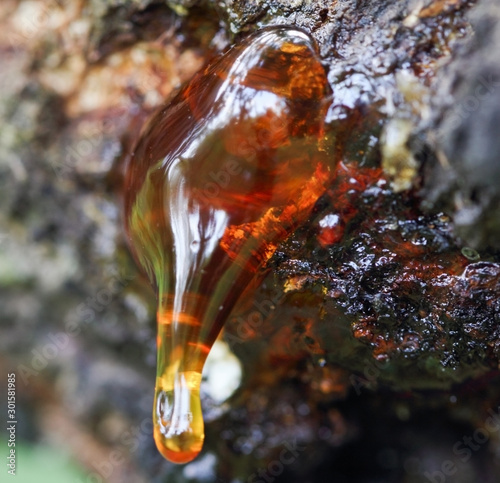 Raw natural Resin dripping from an tree