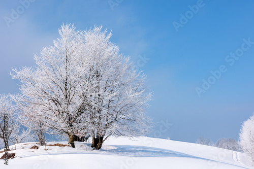 tees in hoarfrost on a snow covered meadow. fantastic winter scenery on a misty morning weather with blue sky. minimalism concept in fairy tale landscape