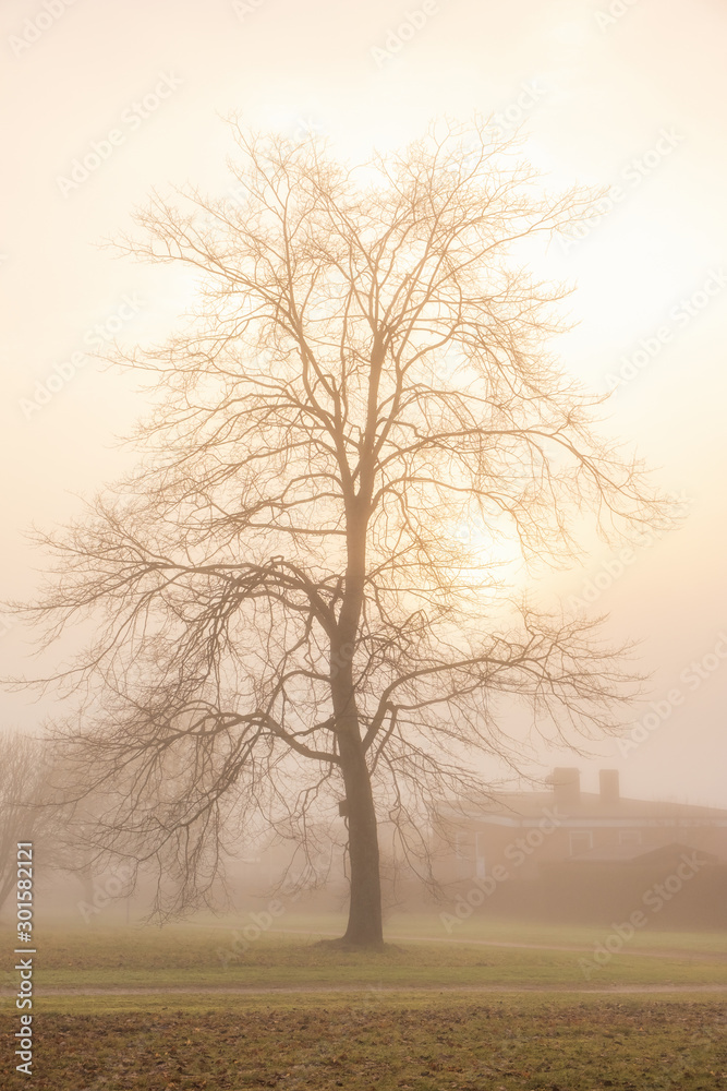 Single tree with the sun shining through branches a foggy day in November Single tree with the sun shining through branches a foggy day in November