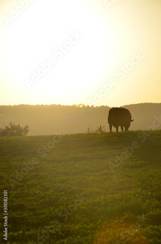 sunset with cow