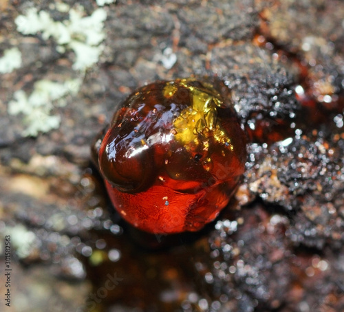 Red yellow Resin on apricot tree photo