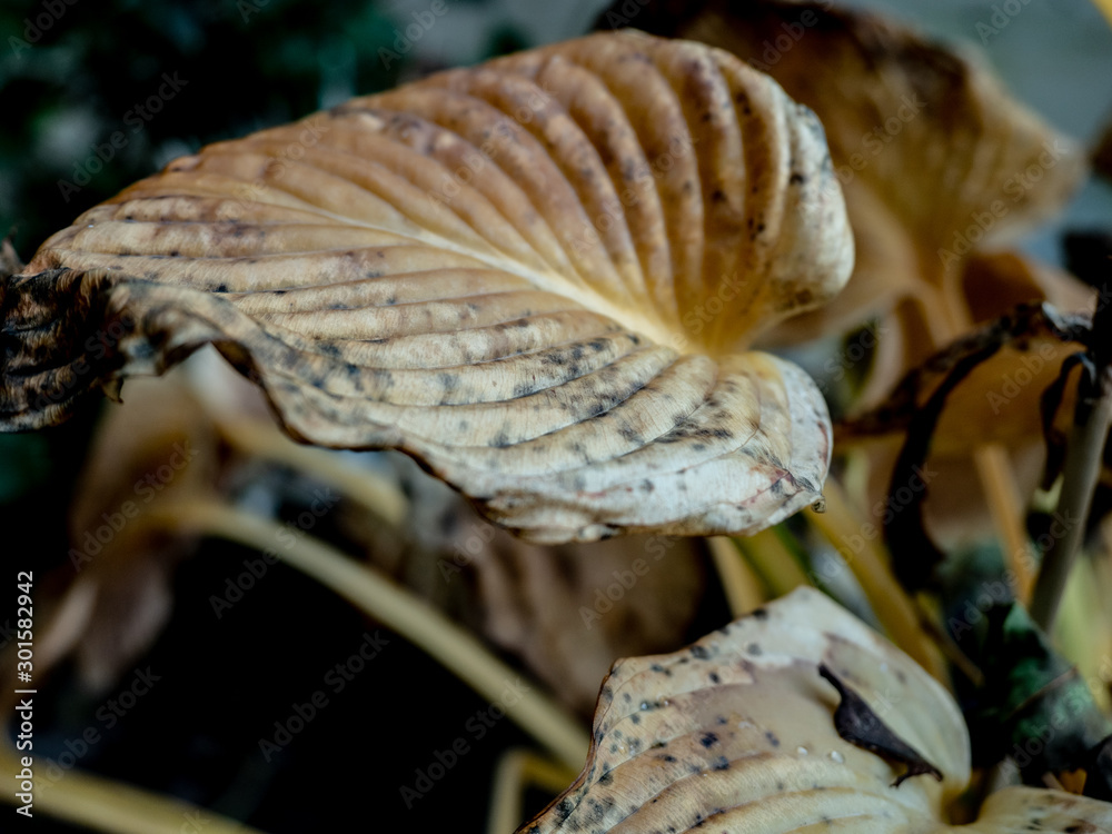 OLYMPUS DIGITAL CAMERA - HOSTA OLYMPUS DIGITAL CAMERA - HOSTA