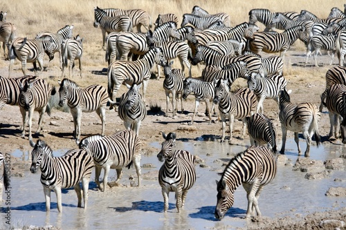 herd of zebras drinking from a waterhole  Etosha National Park  Namibia 