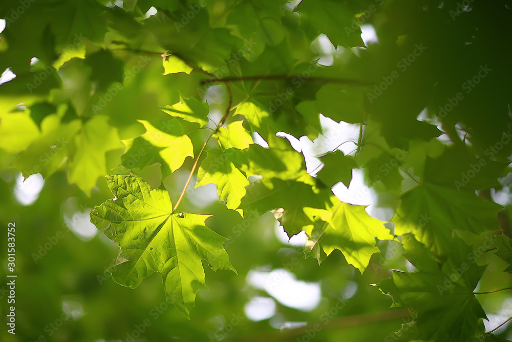 green branches leaves background / abstract view seasonal summer forest, foliage green, eco concept