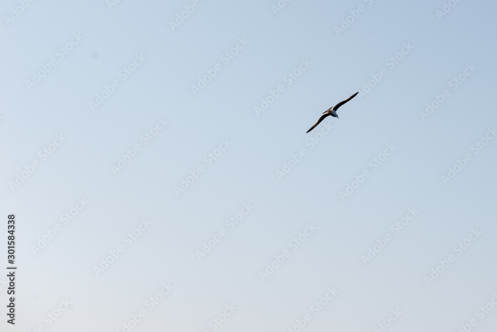 Seagull flies placidly over the sea on a clear day.