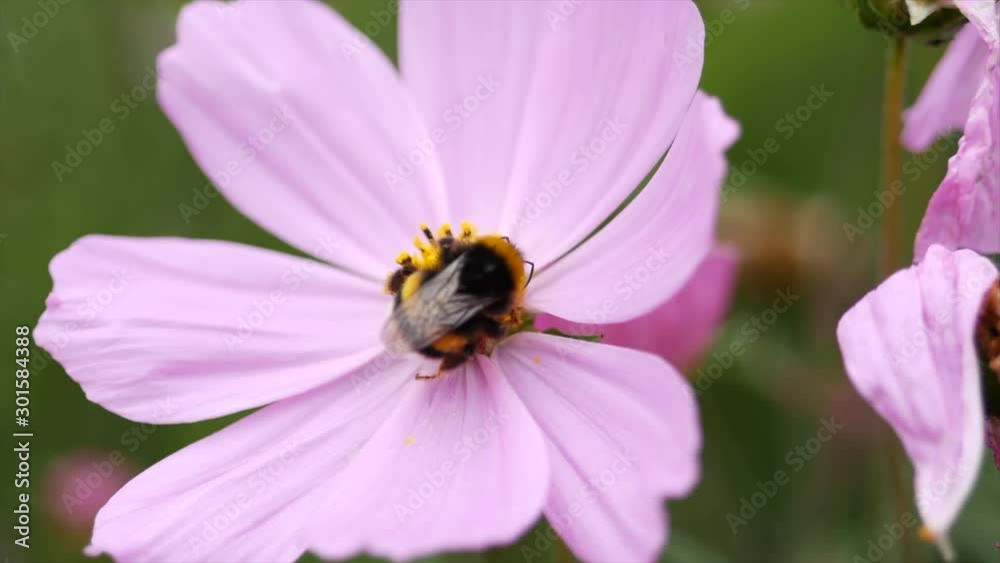 Bumble bee close up collecting pollen from beautiful pink daisy Bumble bee close up collecting pollen from beautiful pink daisy