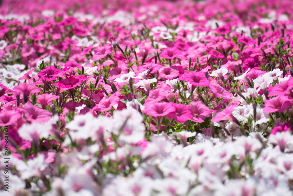 一面のペチュニア