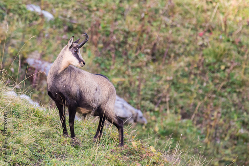 Chamois  Rupicapra rupicapra 