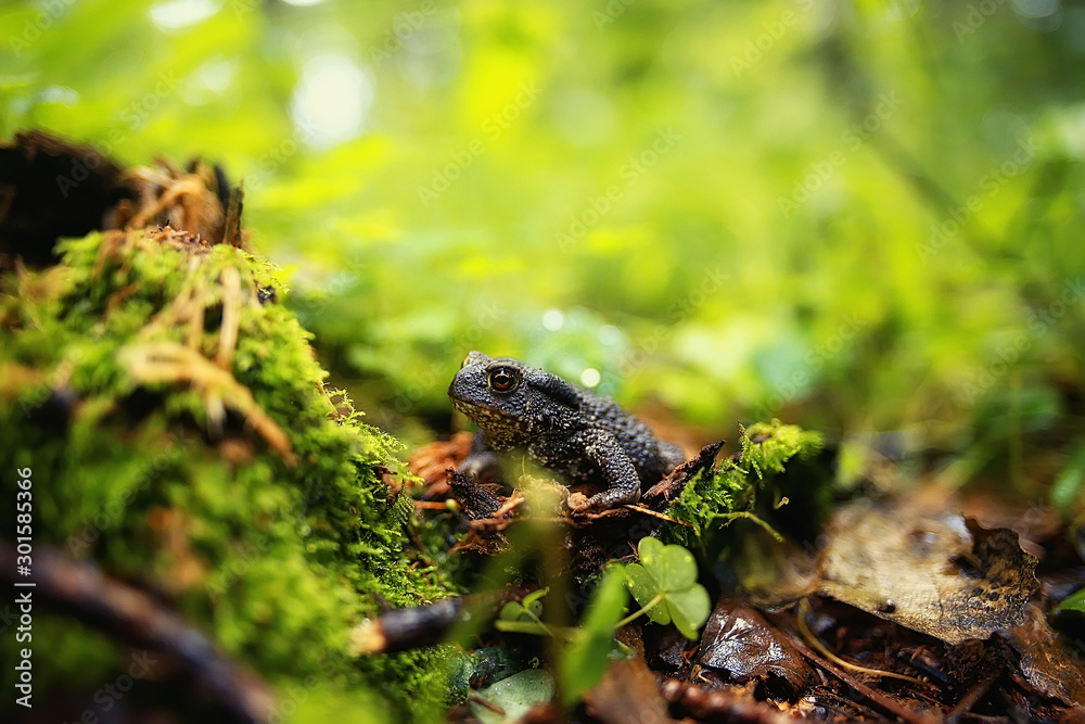 toad in the forest macro / amphibian, reptile in the forest, wildlife animal frog in the forest toad in the forest macro / amphibian, reptile in the forest, wildlife animal frog in the forest