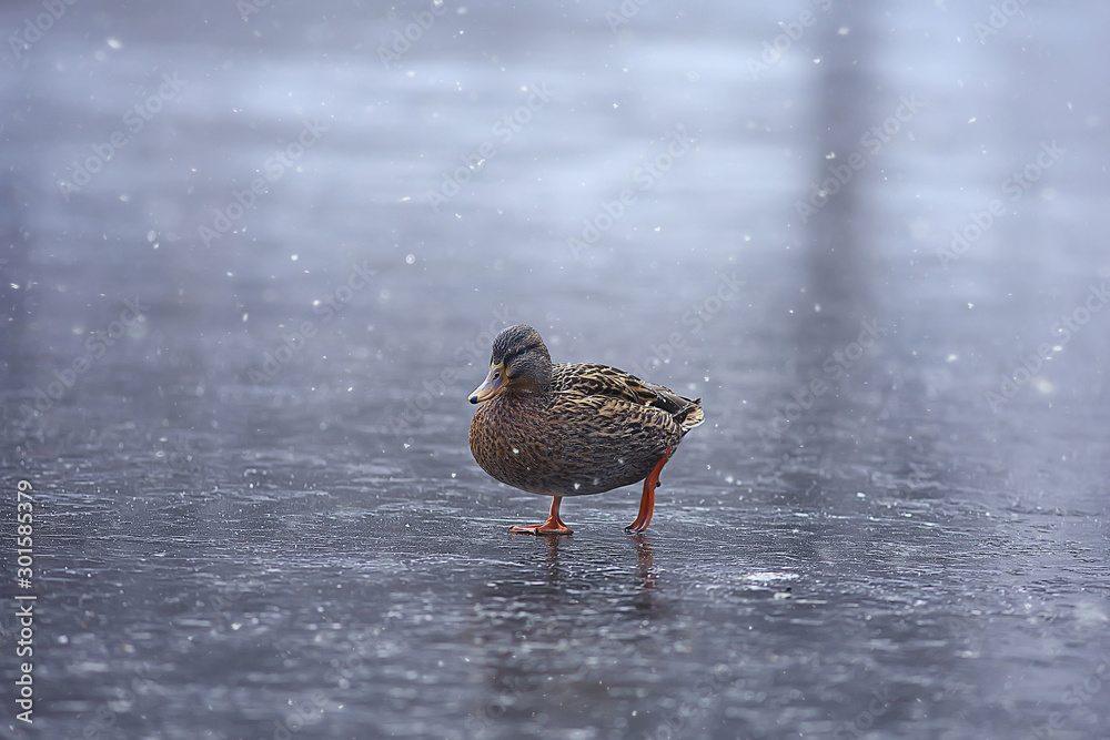 wintering birds / bird flock, winter lake, wild birds on winter lake, seasonal, migratory ducks wintering birds / bird flock, winter lake, wild birds on winter lake, seasonal, migratory ducks