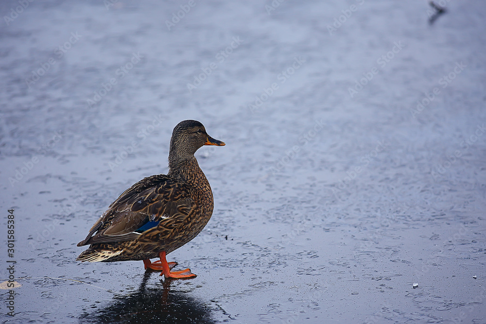 wintering birds / bird flock, winter lake, wild birds on winter lake, seasonal, migratory ducks wintering birds / bird flock, winter lake, wild birds on winter lake, seasonal, migratory ducks