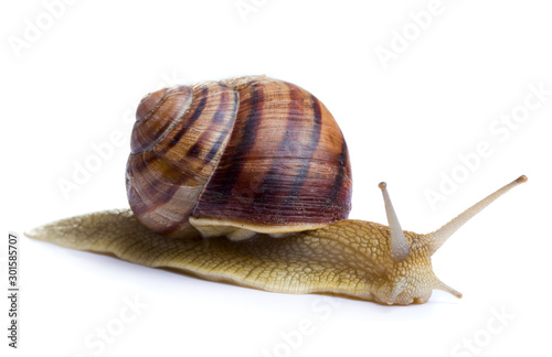 Snail on white backgrouns