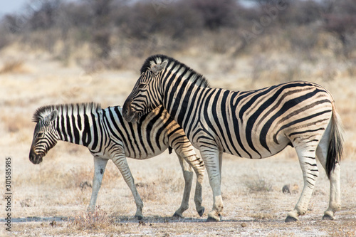 Zebra family in Etosha National Park near Namutoni in Namibia